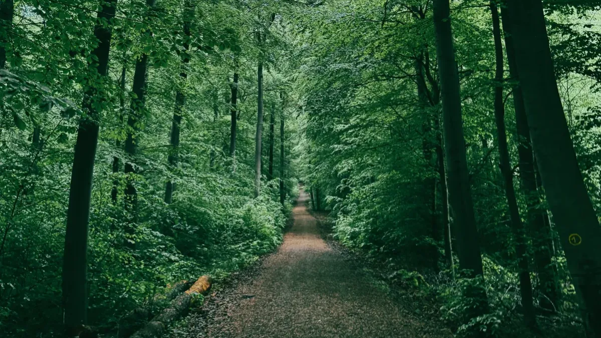 Von Nebel und Noten: Laufmomente im Morgengrauen